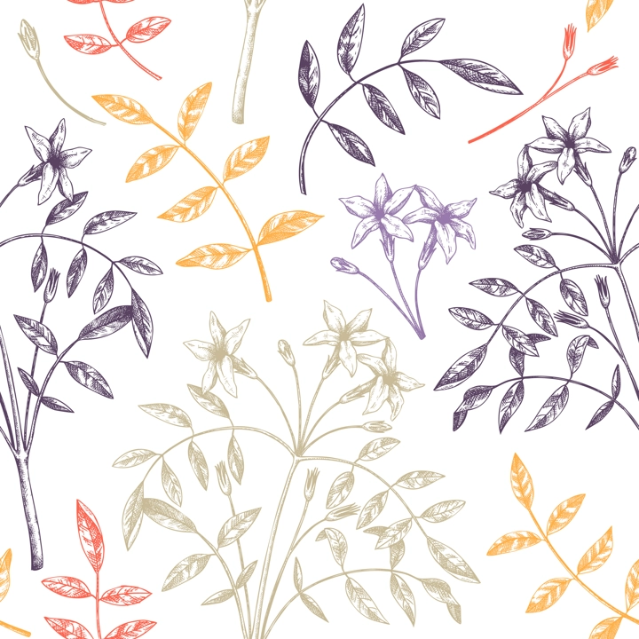 Hand sketched Jasmine seamless pattern in color. Botanical illustration with leaves and flowers. White Jasmine backdrop. Hand-drawn flowering plant background. Floral drawing on white background. 